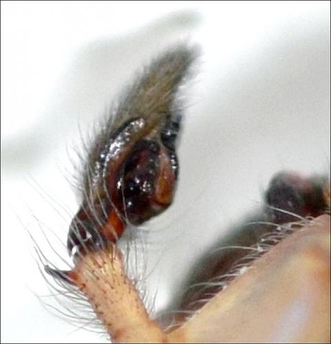 Réf. 292 796 : Cheiracanthium mildei
